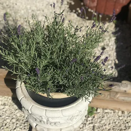 Maison Avec Terrasse Centre-cottage Garden Terrace Center Old Town Semesterbostad Colmar